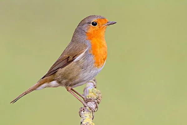 分享圖片——知更鳥（上帝之鳥）