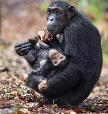 世上只有媽媽好，熊貓寶寶在媽媽懷裡撒嬌，鸚鵡寶寶看起來好乖