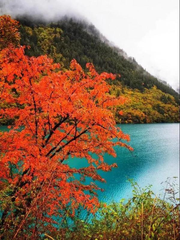 走,去川西看秋色大片 走,去川西看秋色大片