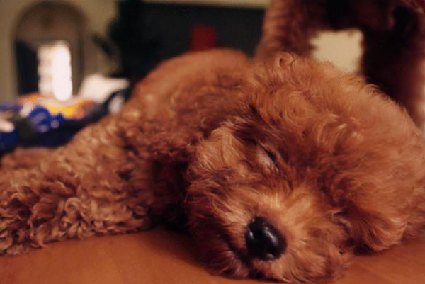 就算和泰迪“很熟”，也不要做這些事，它們不喜歡