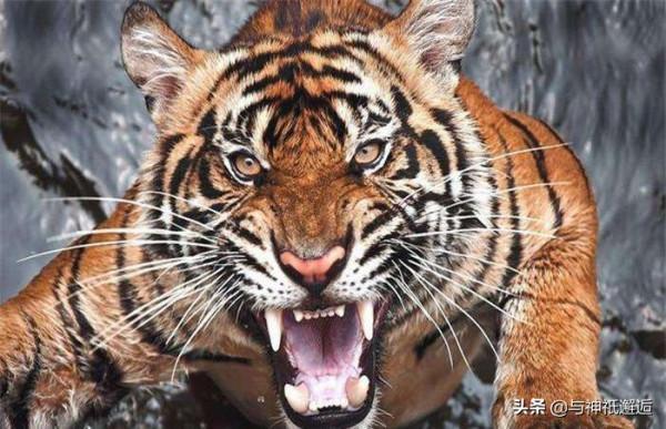 今年是壬寅虎年，中國神話中有哪些威武的虎神？