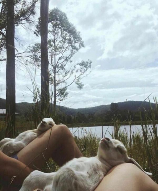 35張活久未見的動物搞笑照片，這些動物上輩子都是人類嗎