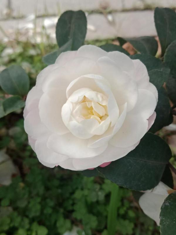 有個拾糞的老頭，夢想當了皇帝，拾糞的鏟子也要用金子打造