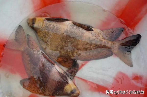 釣魚人易踩的“坑”，誤釣容易“牢底坐穿”，多位釣友因此被抓