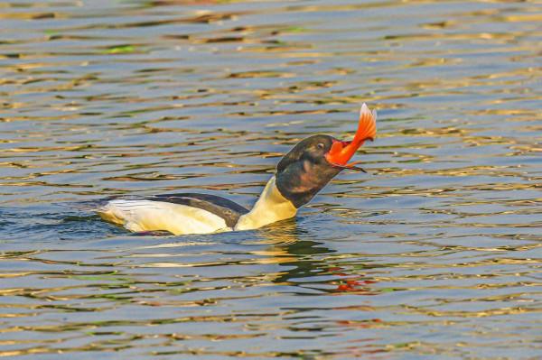 秋沙鴨吃大紅魚的饕餮盛宴