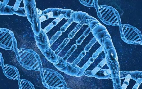 河豚也有轉基因？日本又推出基因編輯食品，專家稱很安全，靠譜嗎