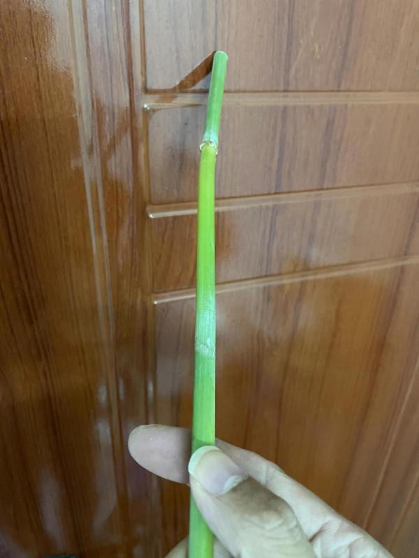 DIY路亞人，以最省的材料做工具