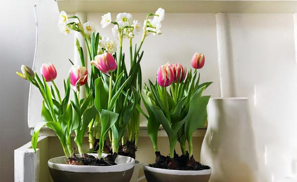 適合養在“臥室”裡的綠植，淨化空氣，助睡眠