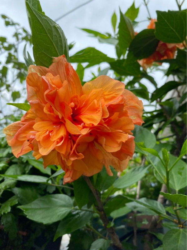 今日12星座好運花，“運勢”和花更配哦，你的幸運花是哪種？