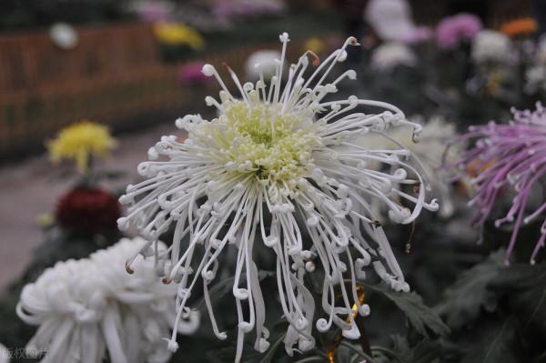 秋天種花，3種要晚種，3種要早種，你知道分別是哪3種嗎