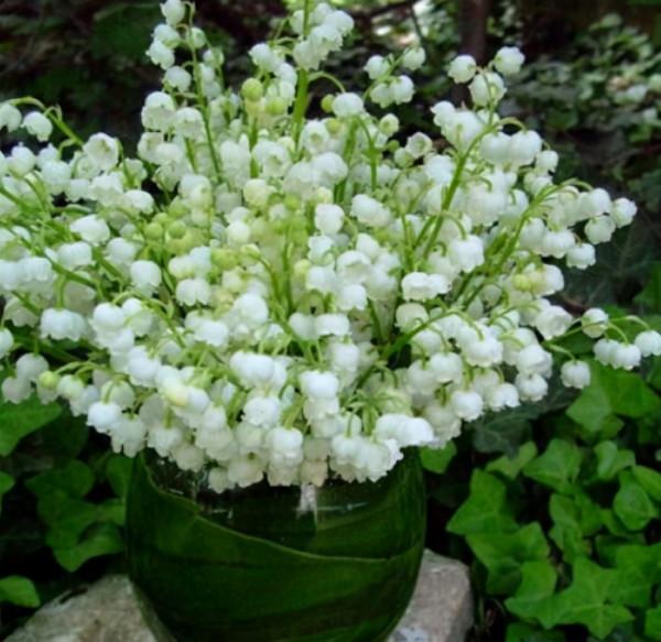 這3種花，它們比“香水”還好聞，家裡擺上一兩盆，生活更舒適