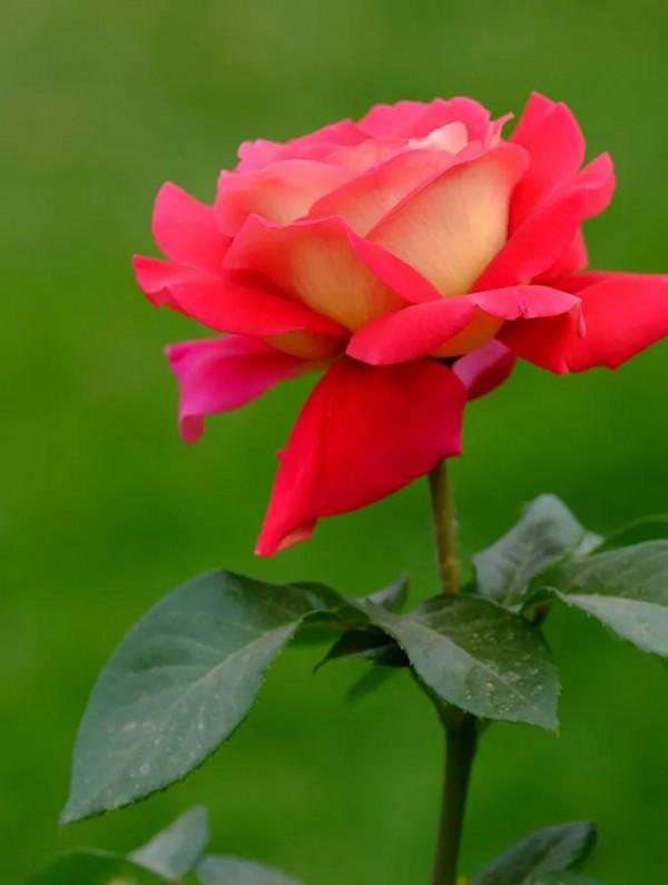 讓心靈憧憬美好，讓生活充滿陽光