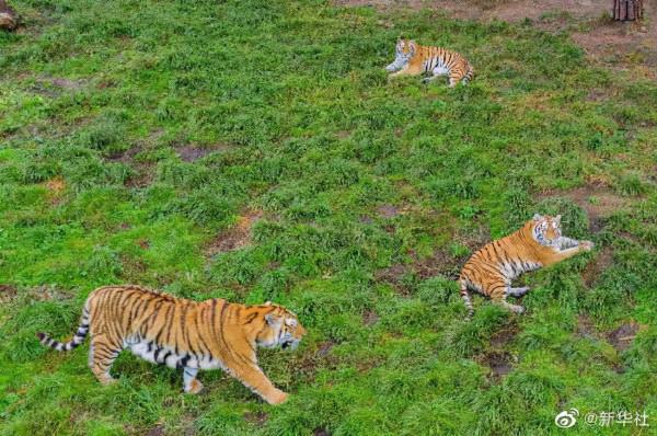 “秋老虎”來了