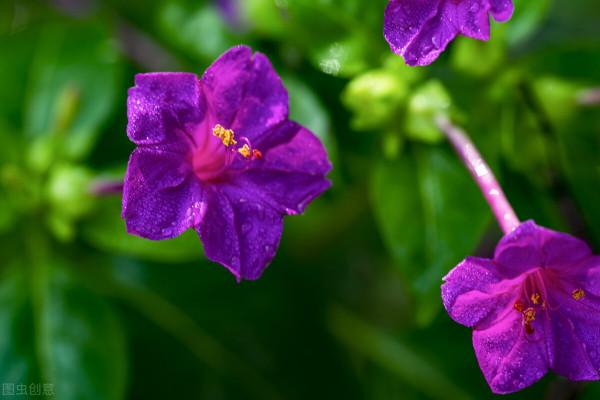 20種常見的“安全花”，家裡有孕婦小孩也不怕，無毒無害很安全