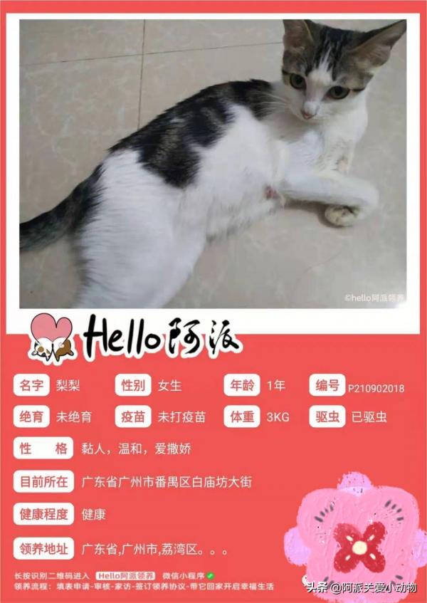 梨梨:想領養嗎?這兒有一隻普信流浪喵 梨梨:想領養嗎?這兒有一隻普信流浪喵