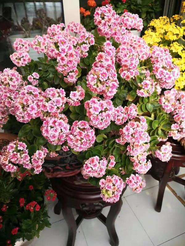 我養過的暴盆品種