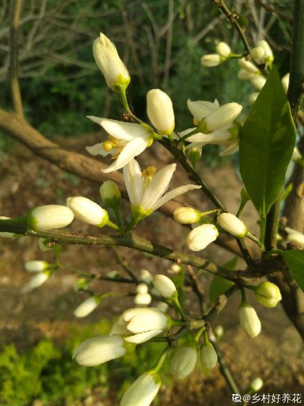 門口桔子樹總出毛病，解決5個問題，還能為你送“桔”祥