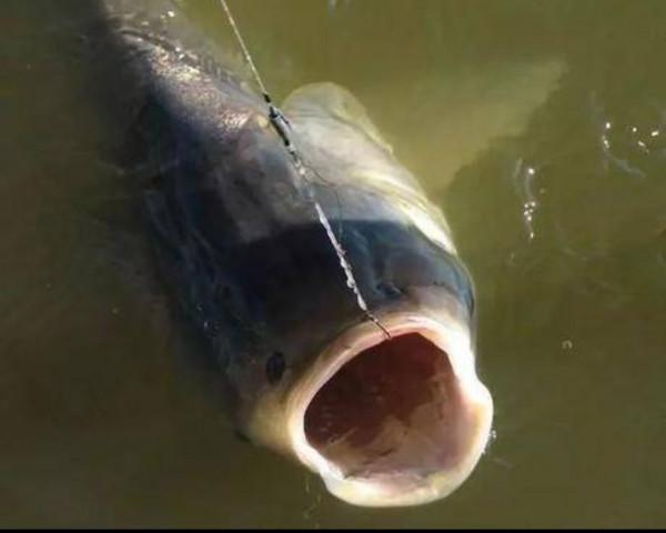 六種最經典的調釣方法，分別適宜什麼樣的情形，需注意些什麼