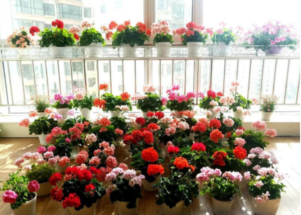 園藝小白入門,甭錯過這些施肥問題 園藝小白入門,甭錯過這些施肥問題