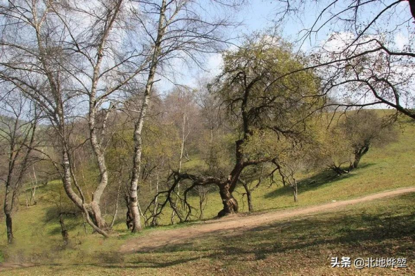 分享一組關山牧場的原生態秋景 分享一組關山牧場的原生態秋景