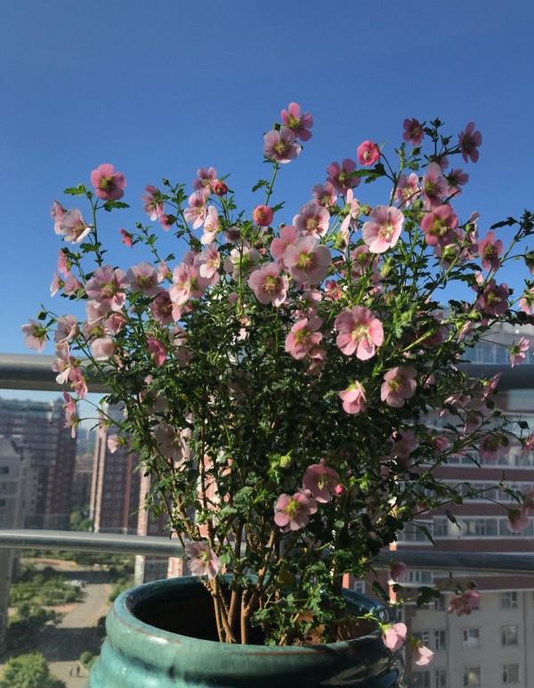 養好小木槿，做到3點，花期更長了，側枝多花量大美美噠