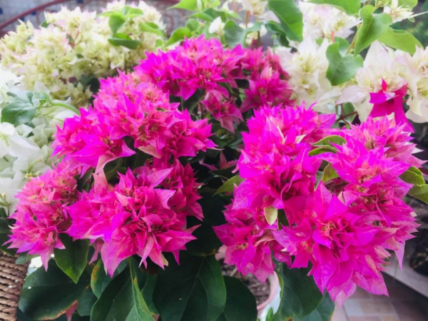 10月份逛花市，記住“4不買”，不吃虧不上當