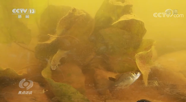 焦點訪談:COP15來了 焦點訪談:COP15來了