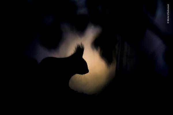 2018年度最佳野生動物攝影作品圖集