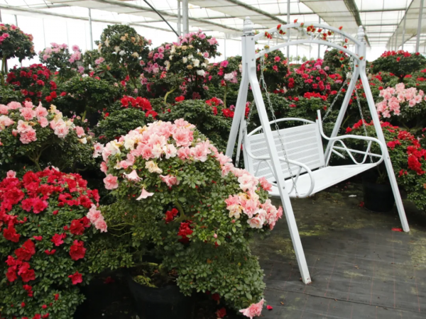 美！美！美！桐梓這裡的杜鵑花開啦