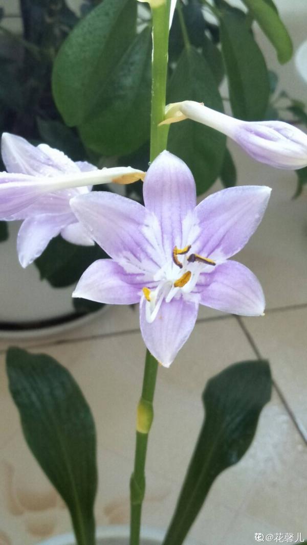 4種北方植物,養養就爆盆,在南方反而養不好 4種北方植物,養養就爆盆,在南方反而養不好