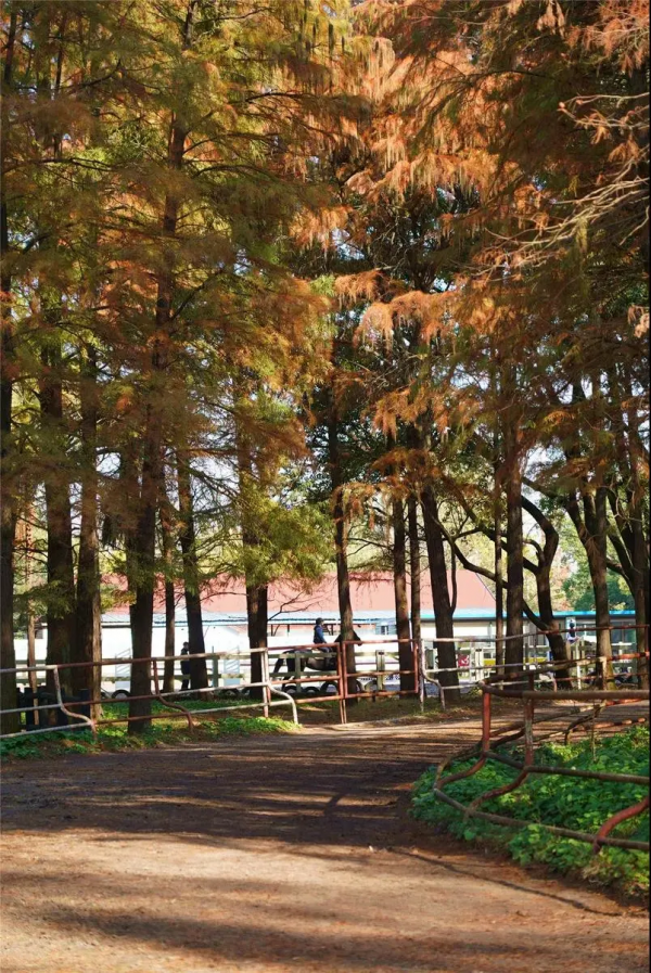 魔都醉美紅杉林，冬日大片必打卡