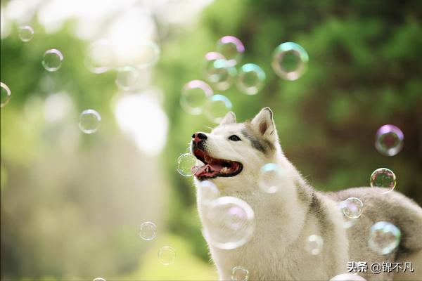 關於狗狗的9個真的和5個假的,你都知道嗎? 關於狗狗的9個真的和5個假的,你都知道嗎?