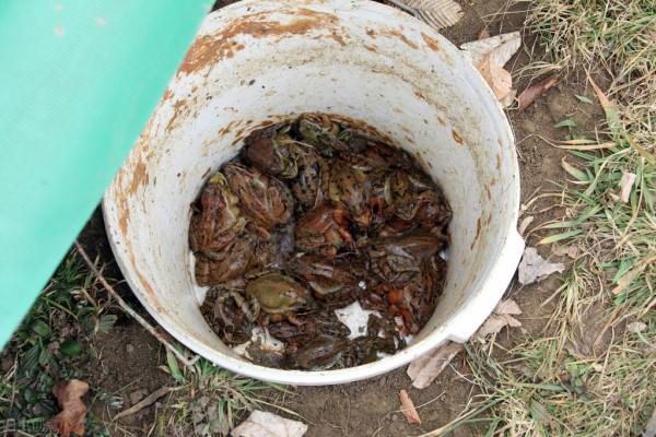 極度恐慌:與狼一起逃亡 極度恐慌:與狼一起逃亡