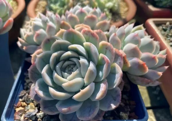 一年一度曬秋時,一年一度曬肉時 一年一度曬秋時,一年一度曬肉時