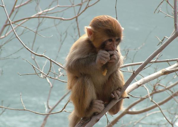 知青“養猴記”:兩瓶白酒換小獼猴,養三年耗盡緣分 知青“養猴記”:兩瓶白酒換小獼猴,養三年耗盡緣分