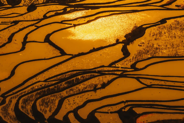 曾破吉尼斯世界紀錄！80萬畝花海齊綻放！這裡藏著國內最早的春天