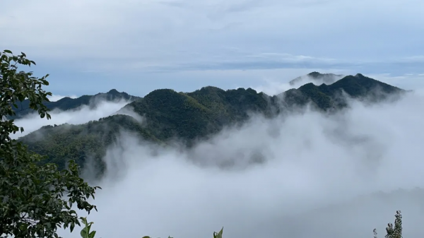700年神秘古村落意外走紅！霧海竹林萬畝，24h鮮氧環繞，宛若仙境