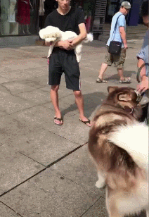 這些“中看不中用”的狗,不要奢望它對你好 這些“中看不中用”的狗,不要奢望它對你好