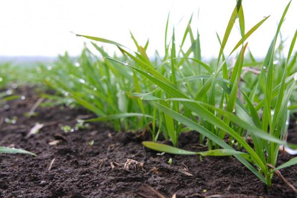 為什麼說“麥在種,秋在管”、“麥收胎裡富,種好是基礎”? 為什麼說“麥在種,秋在管”、“麥收胎裡富,種好是基礎”?