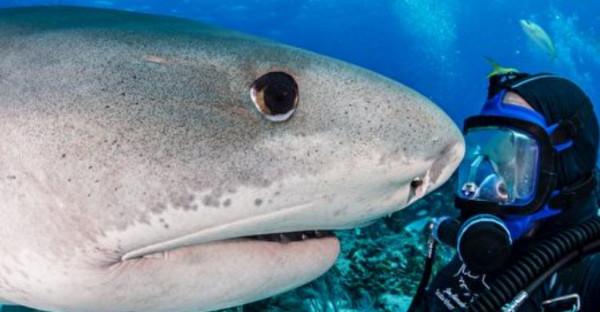 潛水員與虎鯊結下20年友誼