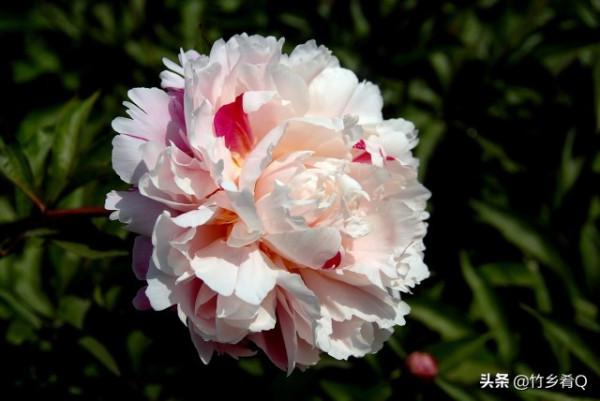 漂亮的芍藥花欣賞