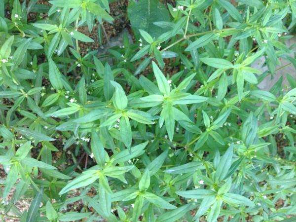 農村水邊常見的白花蛇舌草，有人賣到20元一斤，價值珍貴認識一下