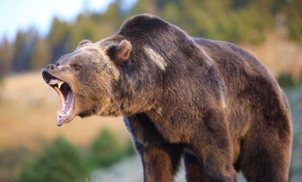 除了警犬，你知道棕熊和貓，也曾是戰場上的一員嗎？