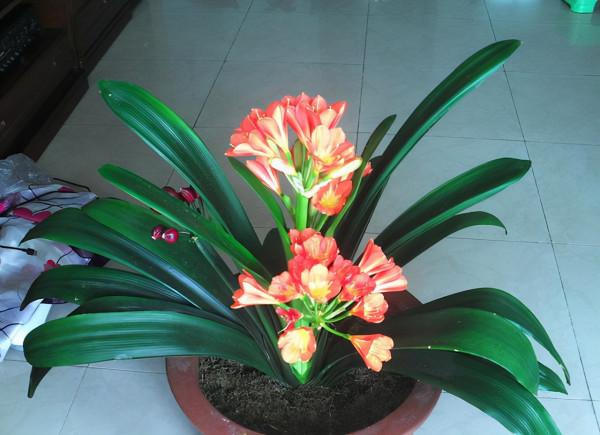 客廳不要亂養花,這5種“盆花”才正門楣,為家納福,養人養身 客廳不要亂養花,這5種“盆花”才正門楣,為家納福,養人養身