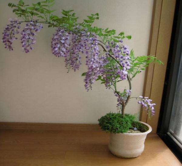 這“3種樹”能開花，香味持久且濃郁，回家養一盆，生活更舒適