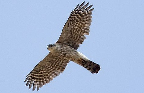 東江攬勝:收集常見鳥類圖譜之猛禽篇,攝鳥人自留地,建議收藏 東江攬勝:收集常見鳥類圖譜之猛禽篇,攝鳥人自留地,建議收藏