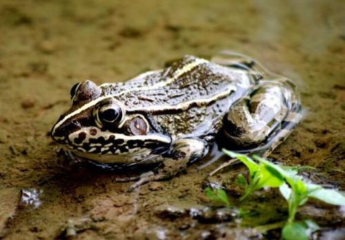 林蛙行業遇到的一些問題和解決路徑建議