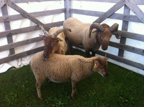 一種裝飾寵物羊，卻出產最高質量的羊毛，北歐短尾羊是一種印鈔機