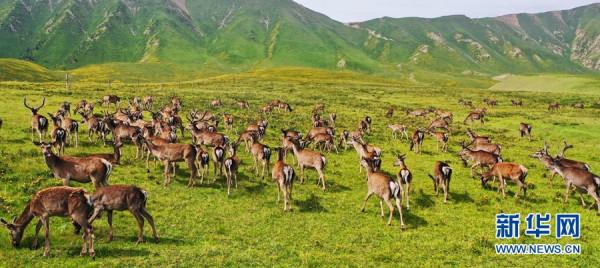 甘肅肅南：祁連山下 呦呦鹿鳴