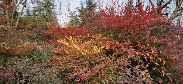 「五律」北龍湖賞秋